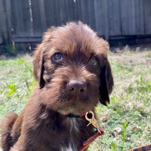 Meet your Posher, Ben